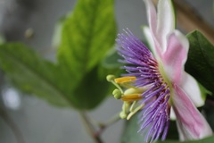 Passiflora alata × caerulea