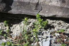 Cruciata taurica