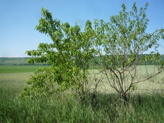 Prunus persica persica