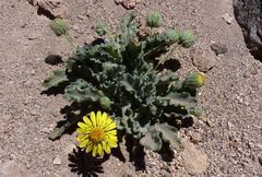 Trichocline caulescens