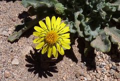 Trichocline caulescens