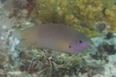 Pomacentrus amboinensis