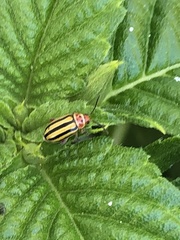 Disonycha spilotrachela