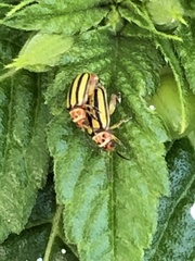 Disonycha spilotrachela