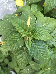 Disonycha spilotrachela