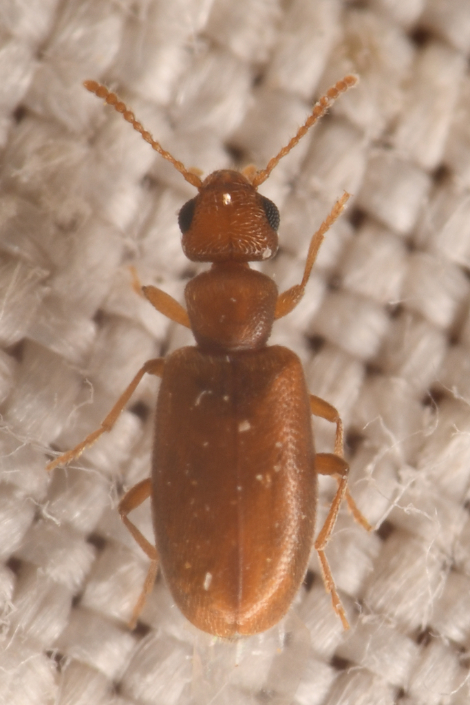 Anthicus nanus