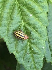 Disonycha spilotrachela