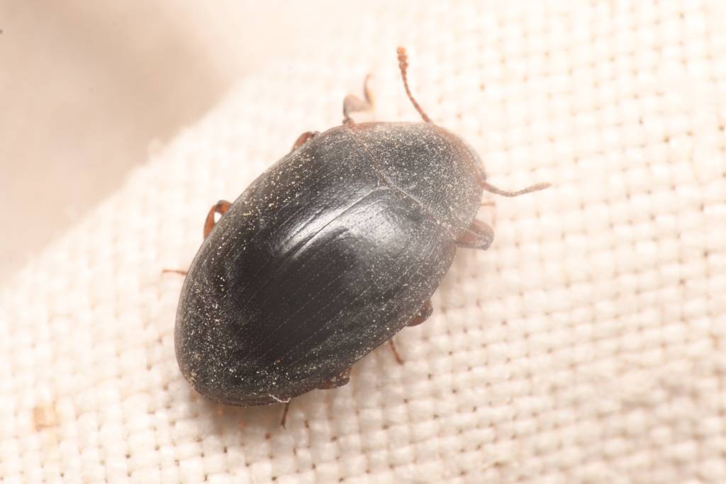 Hyporhagus gilensis