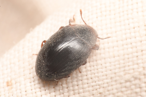 Hyporhagus gilensis