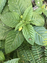 Disonycha spilotrachela