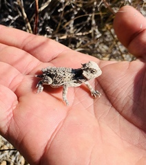 Phrynosoma braconnieri