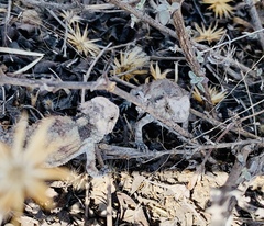 Phrynosoma braconnieri