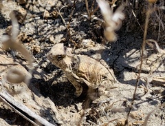 Phrynosoma braconnieri