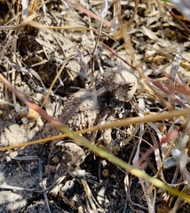 Phrynosoma braconnieri