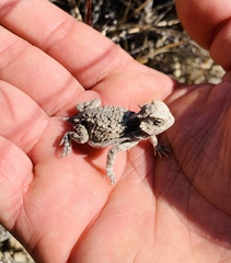 Phrynosoma braconnieri