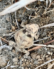 Phrynosoma braconnieri