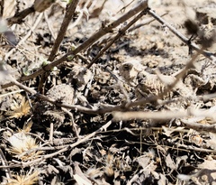 Phrynosoma braconnieri