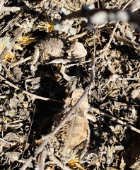 Phrynosoma braconnieri