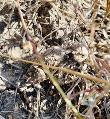 Phrynosoma braconnieri