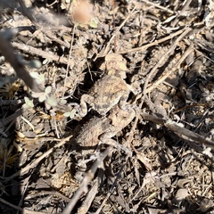 Phrynosoma braconnieri