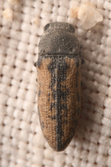 Anambodera