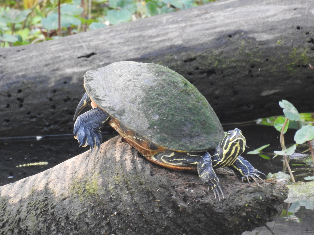 Peninsular Cooter from 1420 Gilbert Ave, Sarasota, FL 34239, USA on ...