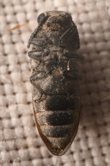 Anambodera