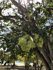 Piscidia carthagenensis