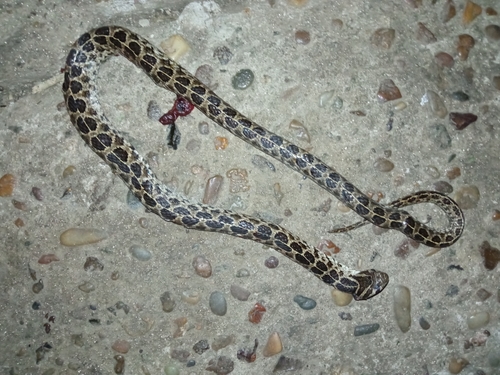 Ocellated Pampas Snake, Tachymenis ocellata