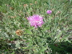 Centaurea stereophylla