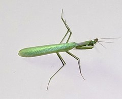 Miomantis