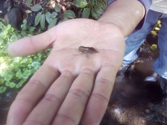 Cambarellus montezumae