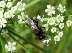 Oxybelus trispinosus