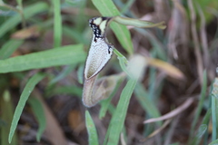 Aristolochia erecta