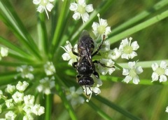 Oxybelus trispinosus