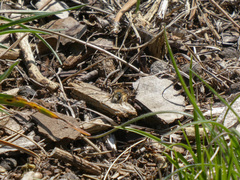 Colletes cunicularius