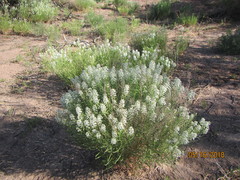 Lepidium montanum