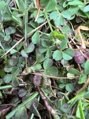 Trifolium dubium