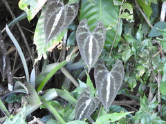 Dioscorea dodecaneura