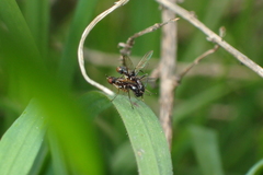 Nemopoda