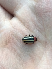 Disonycha latiovittata