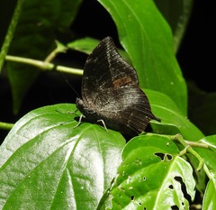 Memphis moruus