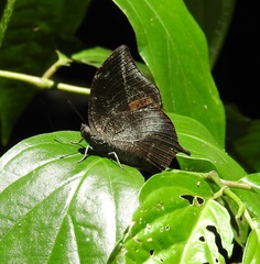 Memphis moruus