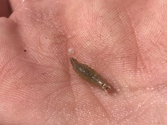 Hydrophilidae