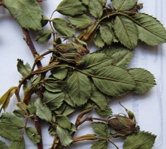 Rosa transsilvanica