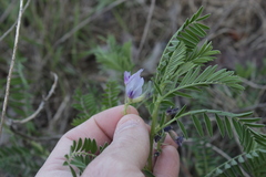 Astragalus crassicarpus