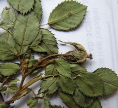 Rosa transsilvanica