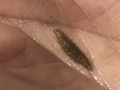 Hydrophilidae