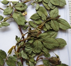 Rosa transsilvanica