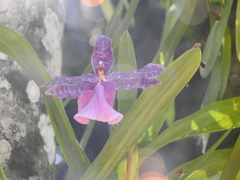 Miltonia